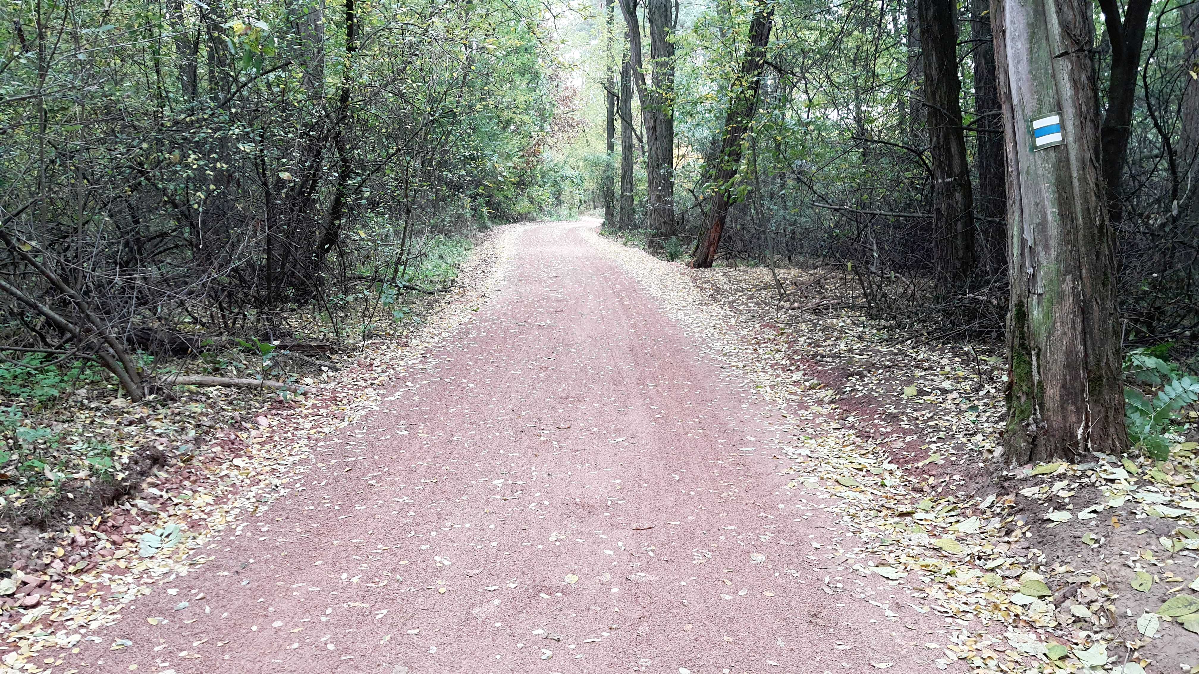 Z realizace lesní cesty ke Kohútku