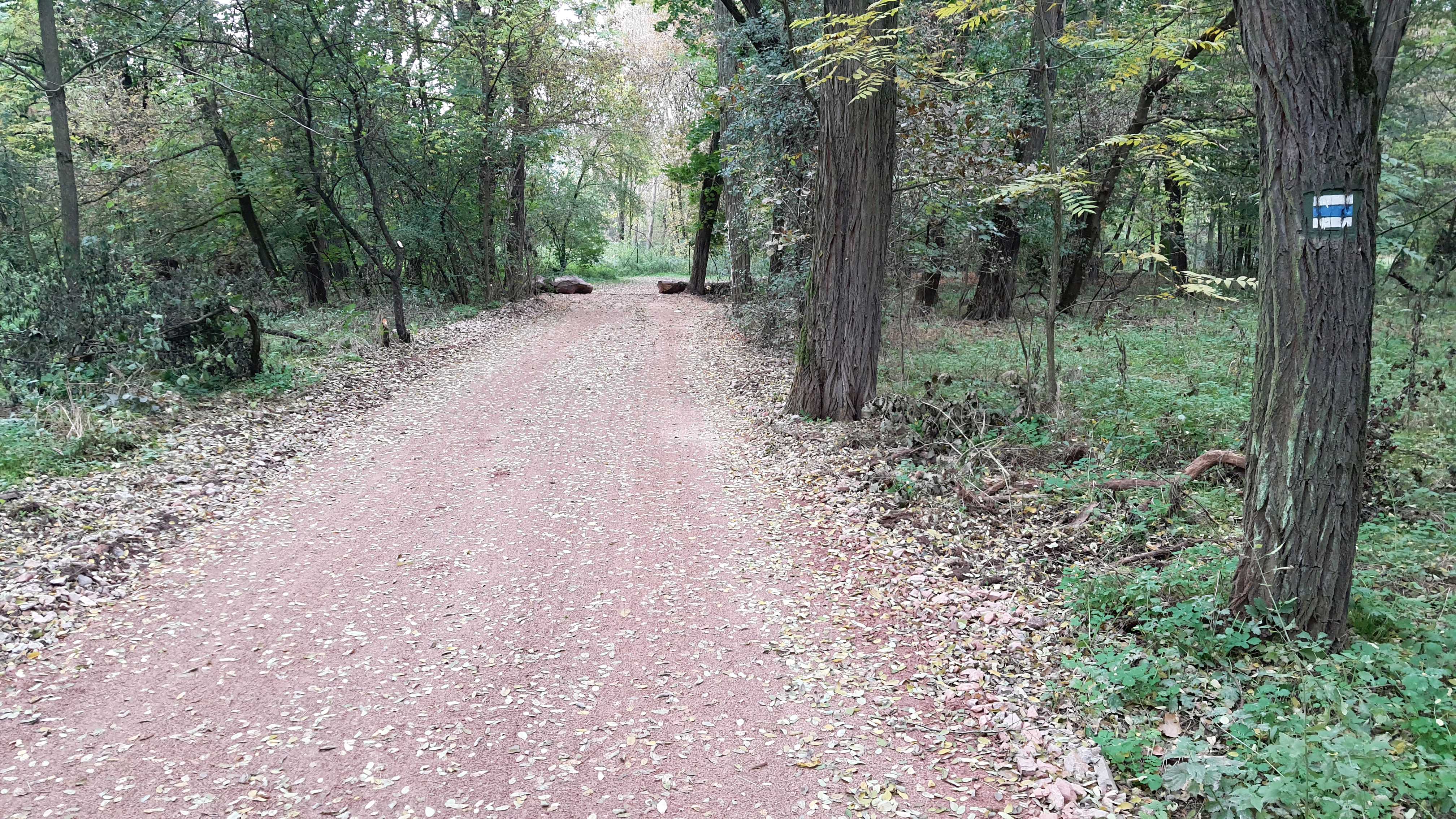 Z realizace lesní cesty ke Kohútku